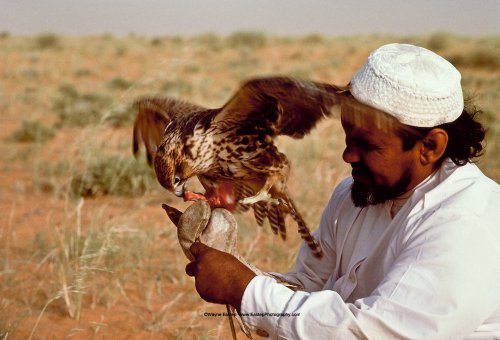 مسفر بن محمد المري مع صقره. يلتقط البدو الصقور المهاجرة في الخريف ويدربونها على اصطياد الأرانب والطيور. الدهناء ، المملكة العربية السعودية