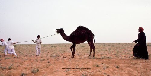 فصل جمل عن قطيع ال عمرة في رمال الدهناء بالمملكة العربية السعودية