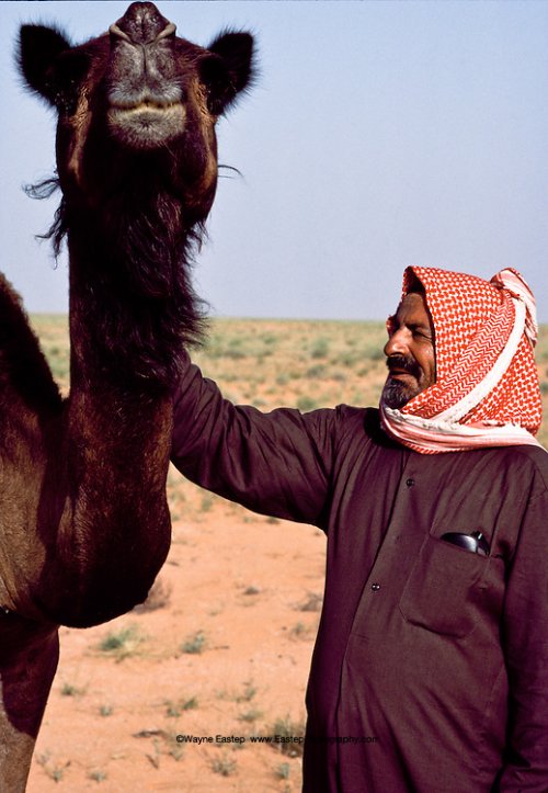 ناصر ال عمرة لديه مفردات واسعة من الأصوات والكلمات للتواصل مع جماله. الدهناء ، المملكة العربية السعودية